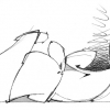 B.ash_2006