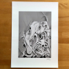 Alphabetus Grey_2021