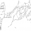 B.ash_2011